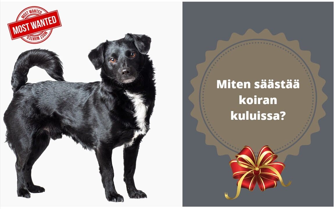 säästä koiran kuluissa