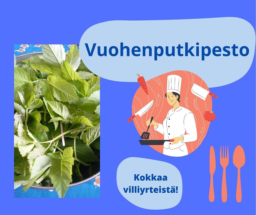 vuohenputkipeston resepti